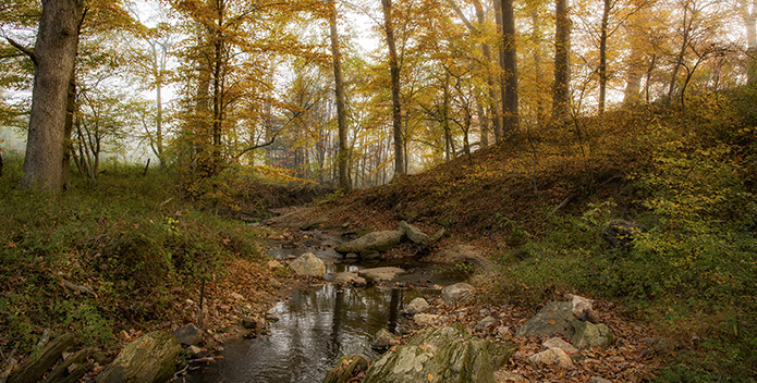 autumn stream