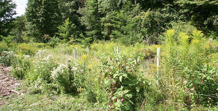 Bennett Farm Buffer 2017 Pennsylvania