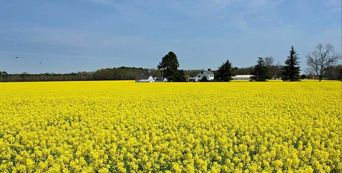 blooming rapeseed oil virginia 695x352