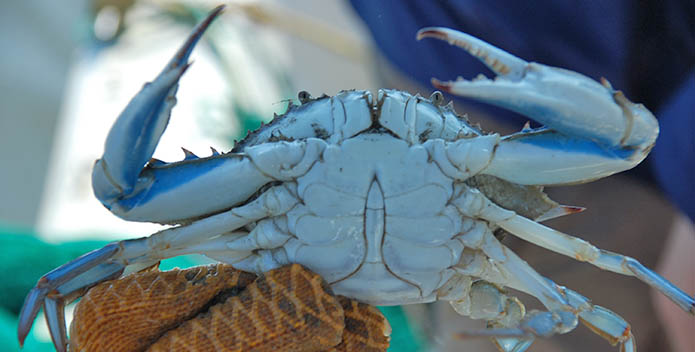 Blue Crab in Lafayette River