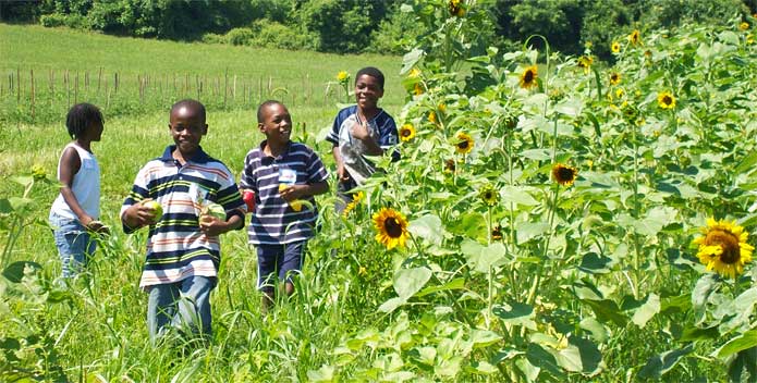 boys-in-sunflower-field_CBFStaff_695x352.jpg