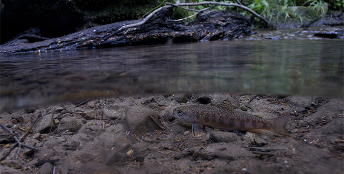 brook-trout