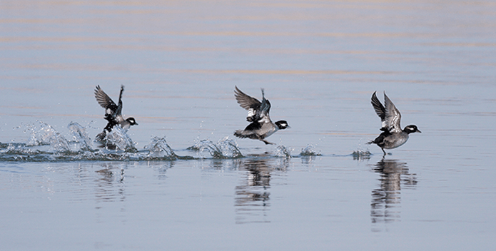 Buffleheads In Flight - Jonathan Maher Kresge - 695x352