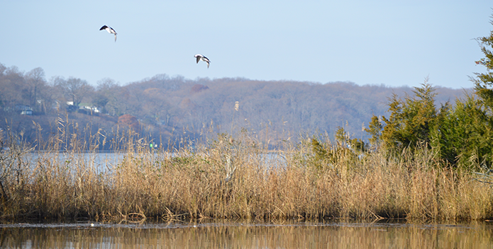 buffleheads on the severn-rebecca long-695x352