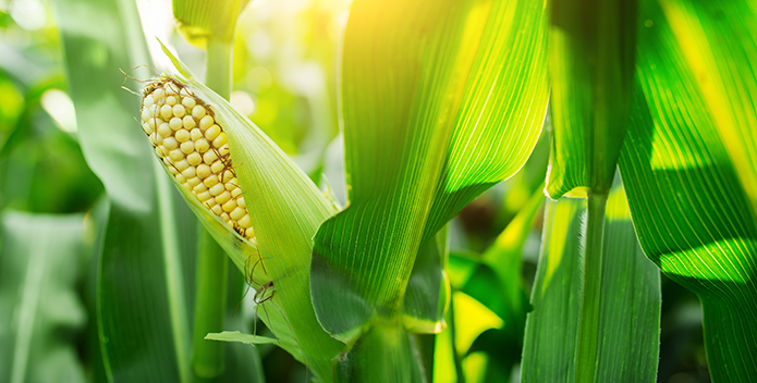 chlorpyrifos corn istock 695x352