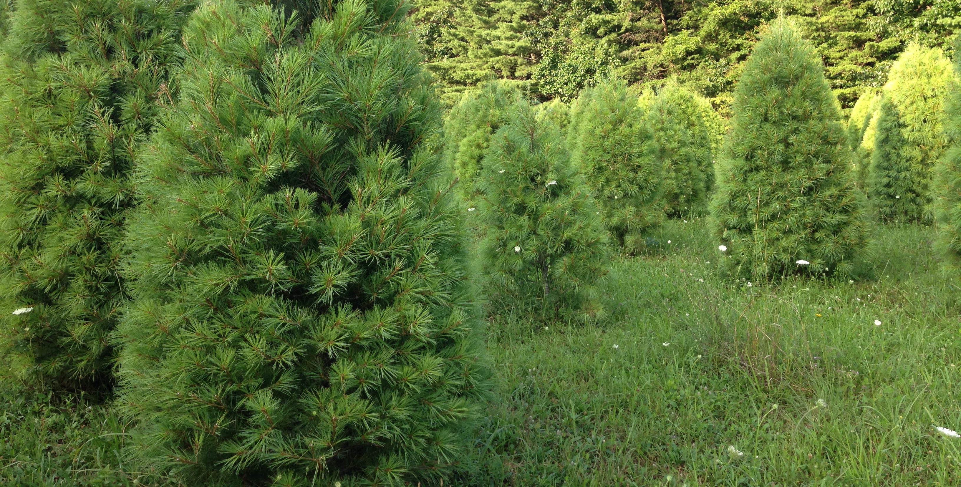 Christmas Tree Farm 695x352