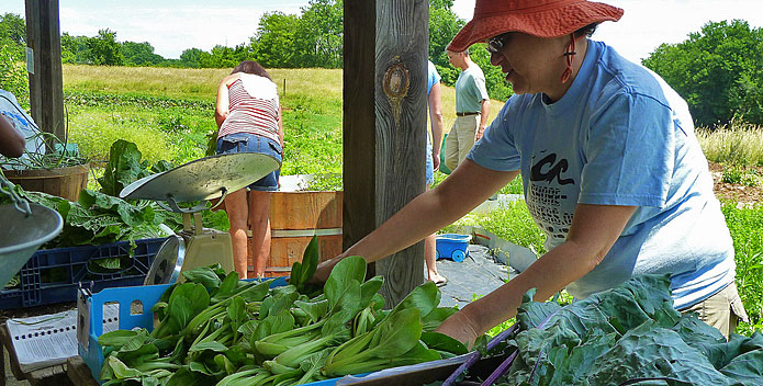 clagett-farm-bok-choy_FredDelventhal_695x352.jpg