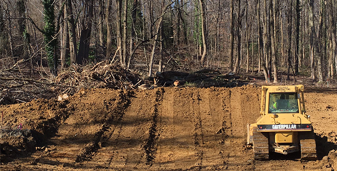 clearcutting