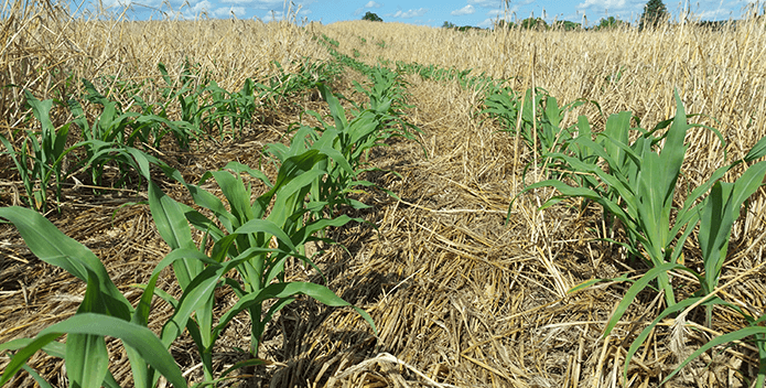corn field and cover crops - Leslie Bowman - 695x352