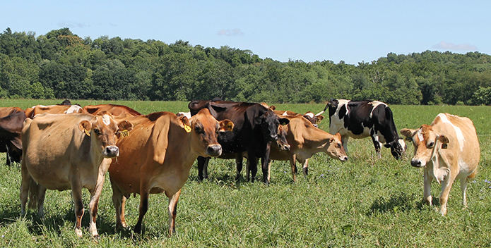 cows-grazing_HarryStrite_695x352