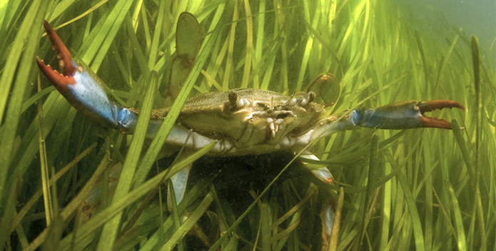 crab in grasses