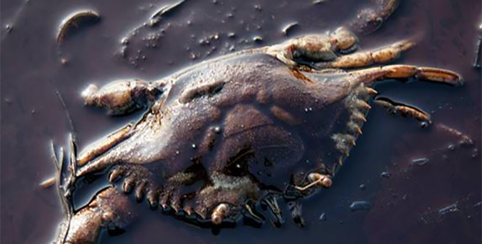 crab in oil 695x352