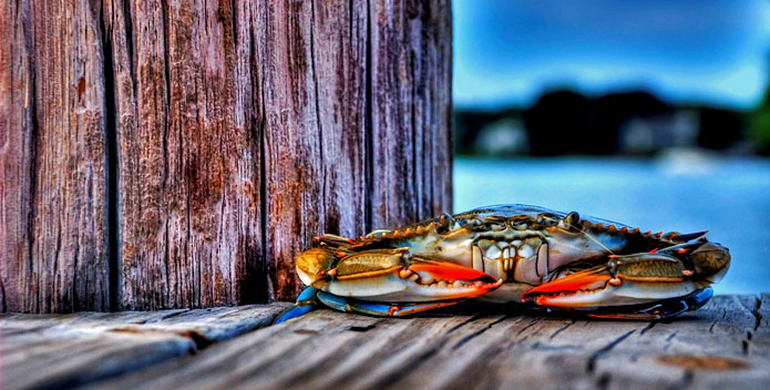 crab_ByNickFornaro_695x352.jpg