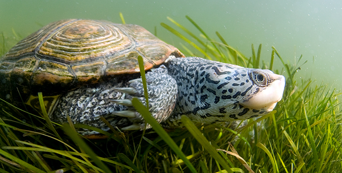 Diamondback Terrapin © Jay Fleming