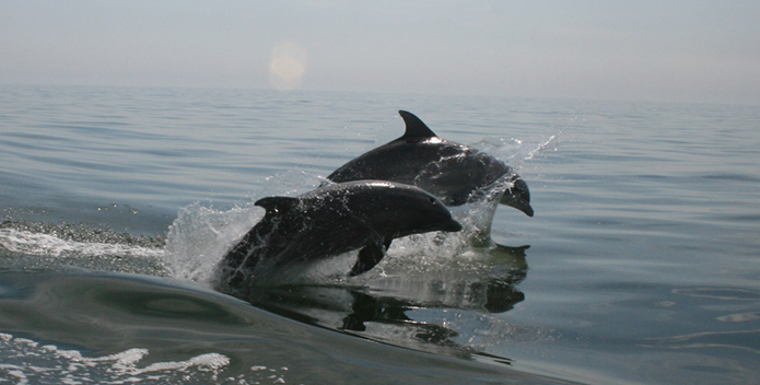 dolphins