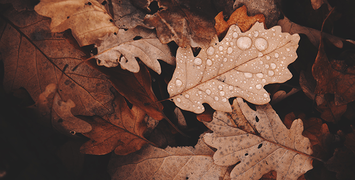 dried leaves in autumn - daniel frank - 695x352