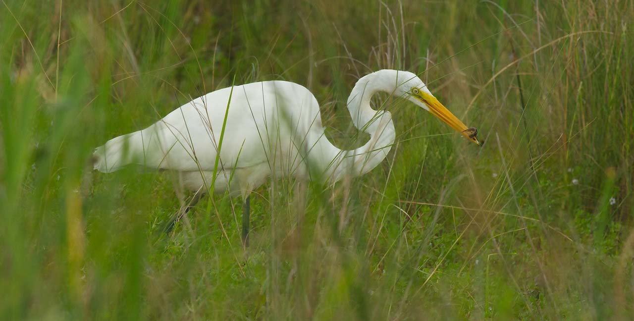 Egret eating northern water snake