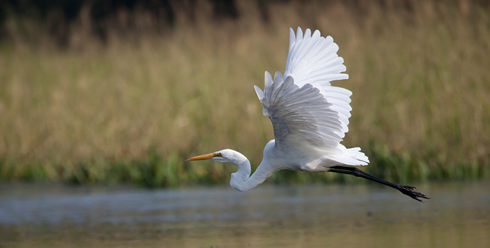 Egret in Flight - Krista Schlyer/iLCP