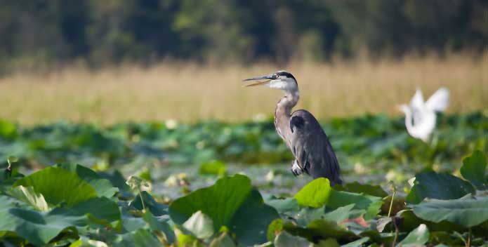 egret-in-marsh_KristaSchlyerRAVE_695x352.jpg