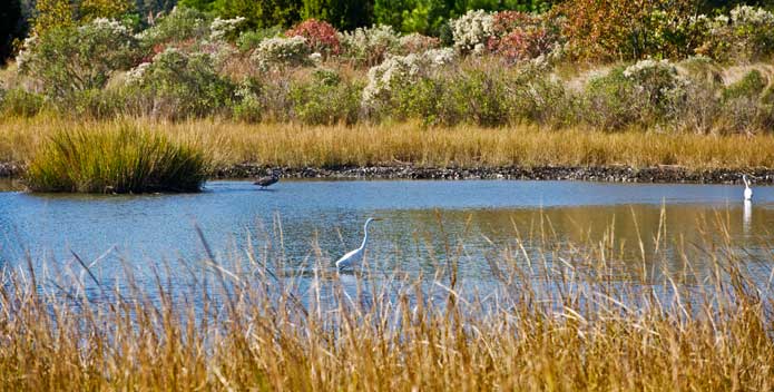 egrets_pleasure-house-point_Jamie-Betts-Trust-for-Public-Land_695x352.jpg