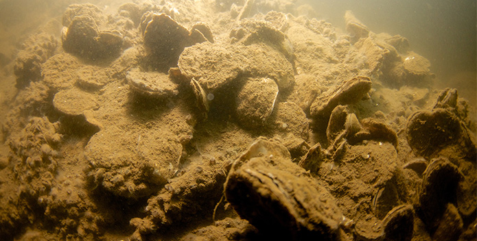 Fort Carroll Oysters