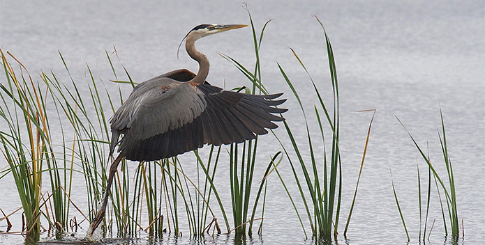 great blue heron at fones cliffs