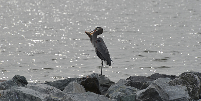 Great Blue Heron Merrill Center 695x352