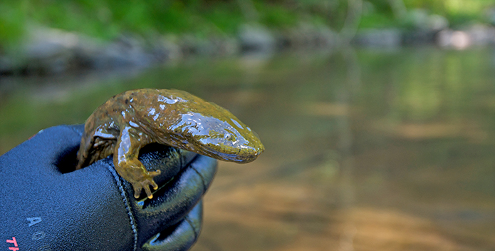 hellbender-neileverosborne.jpg