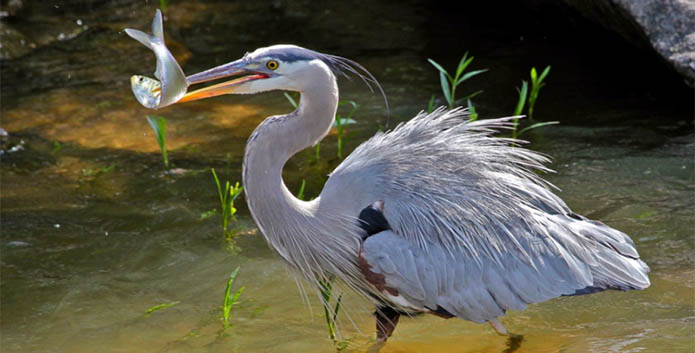 heron fish