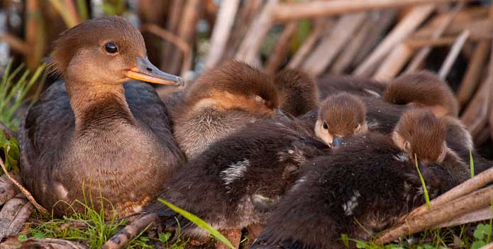 hooded_merganser_family_CindyTucey_695x352.jpg