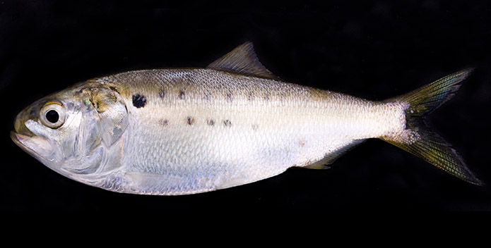 menhaden 695x352