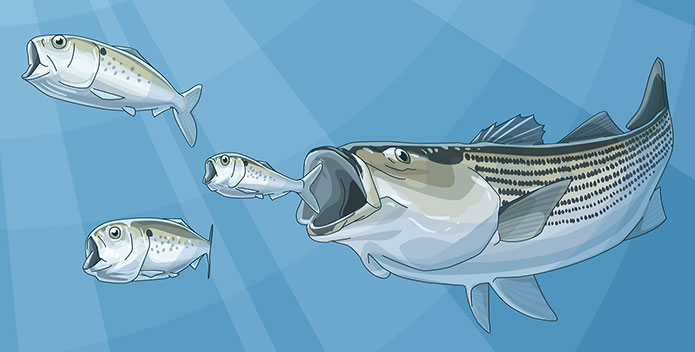 menhaden-illustration-w-striper_PewCharitableTrusts_695x352.jpg