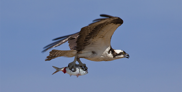 menhaden-osprey