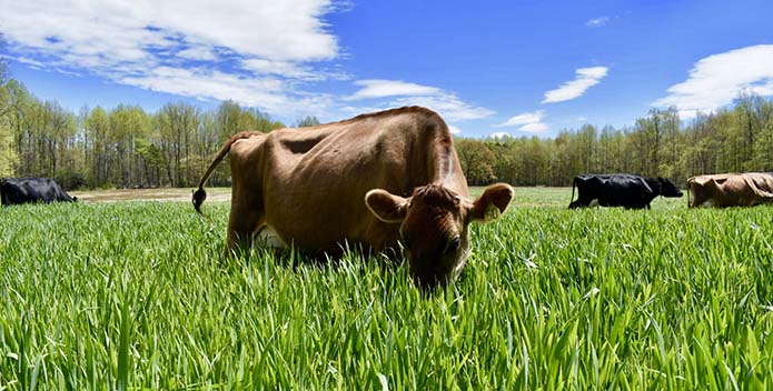 Nice Farms Cow 695x352