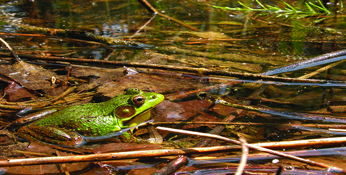 northern-green-frog.jpg