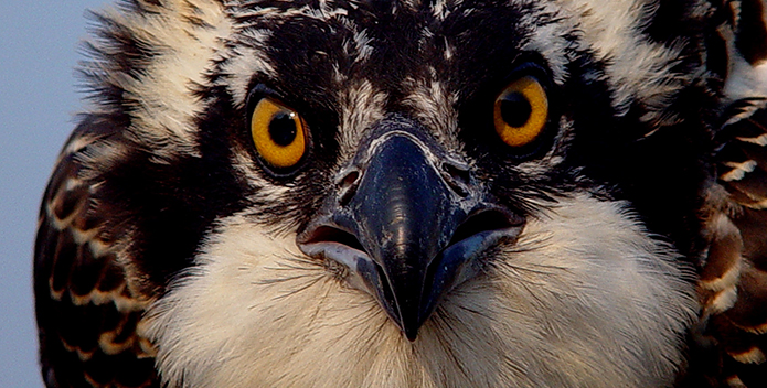 osprey at fones cliffs