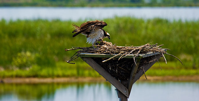 osprey-chicks-BobQuinn_695x352.jpg