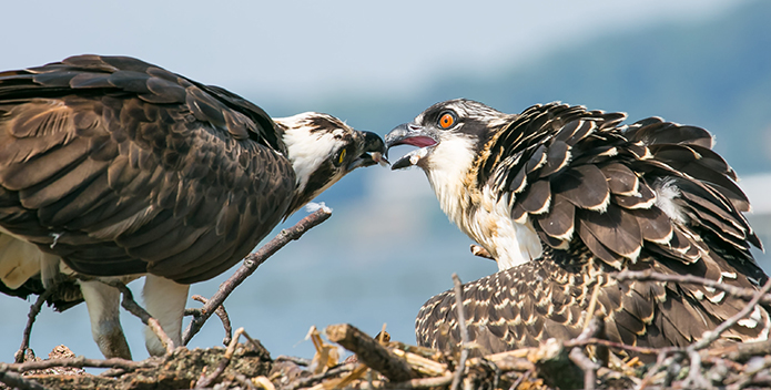 osprey feeding 695x352