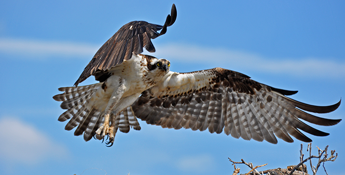 osprey-jdelgarno-maryland-wildlife_695x352.png