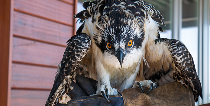 osprey saved-wyatt young-695x352