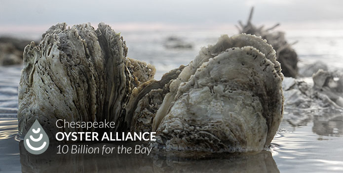 Oyster Campaign Standard Image
