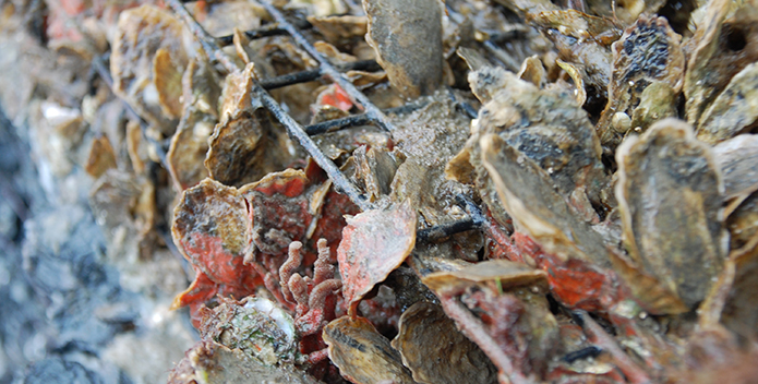 oyster farming 695x352