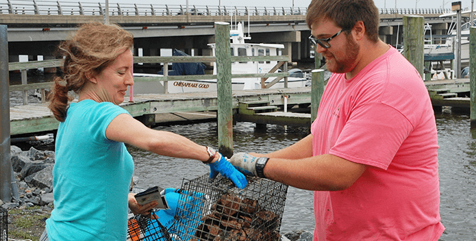 oyster gardeners in virginia 695x352