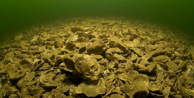 oyster mound