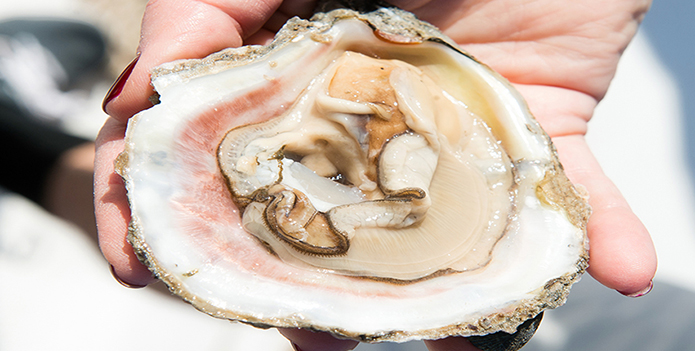 oyster on half shell