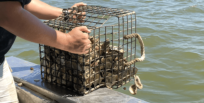 Oyster planting-MGM Resorts-695x352