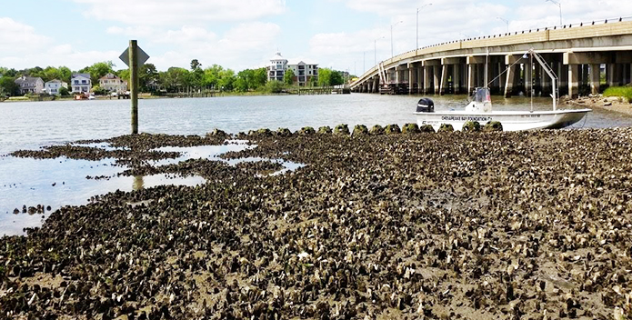 oyster-reef-lafayette-river-granby-street-reef_JackieShannonCBFStaff_695x352