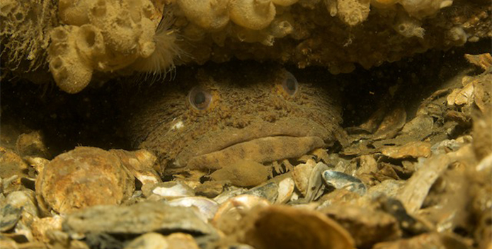 oyster toadfish