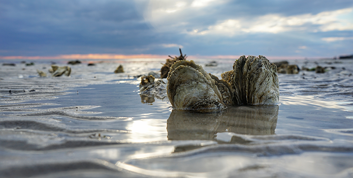 Oysters_RobertDiller_695x352