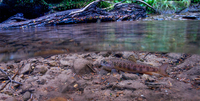 pennsylvania_brooktrout_copyright2010NeilEverOsborne-iLCP-695x352